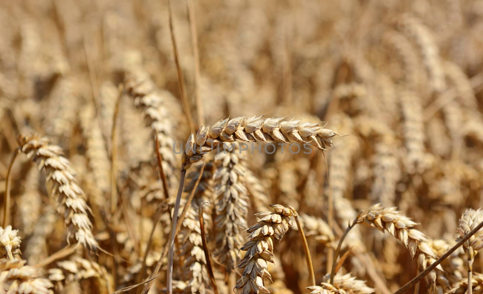 Single ear of ripe golden wheat against the farm field at harvest time