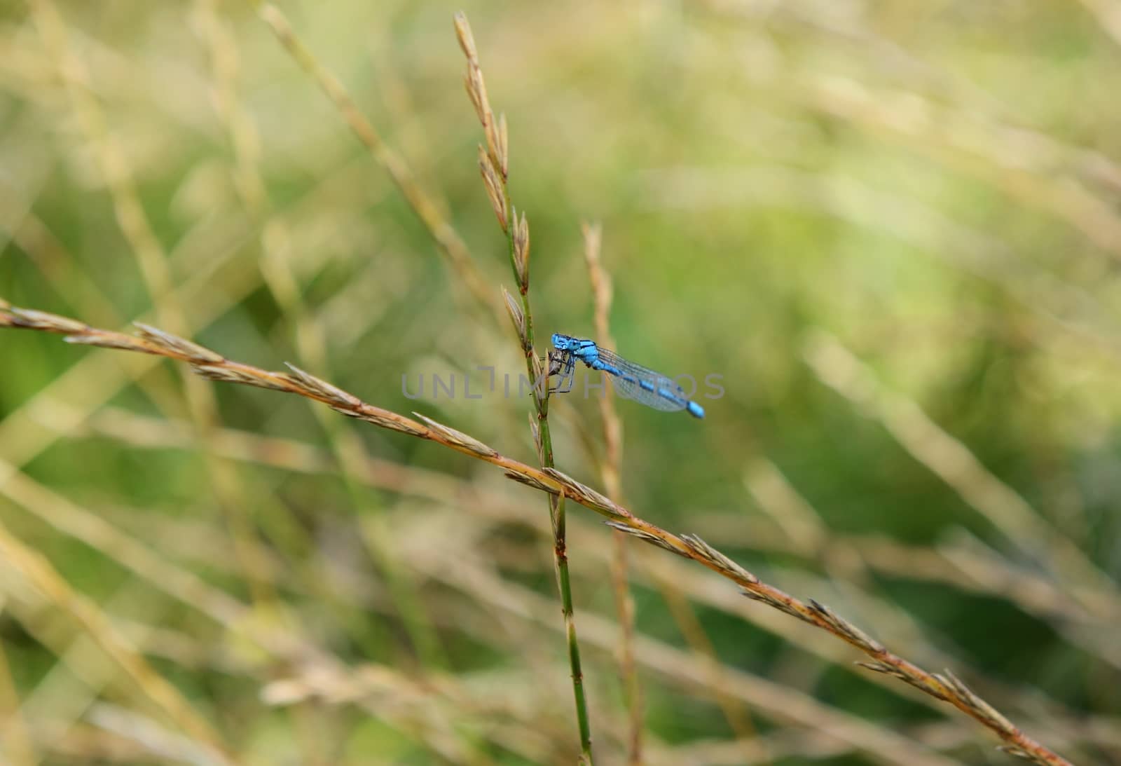 The common damselfly, a carnivorous insect, eats its prey - a fly - as it holds onto a grass stalk