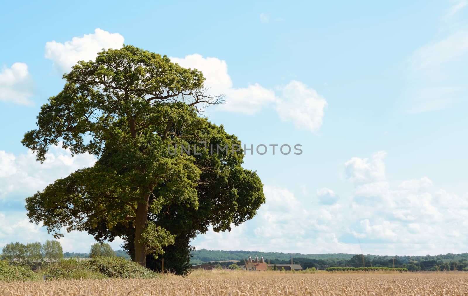Oak trees border the edge of a farm field full of wheat. Traditional Kent oast houses stand in the distance.