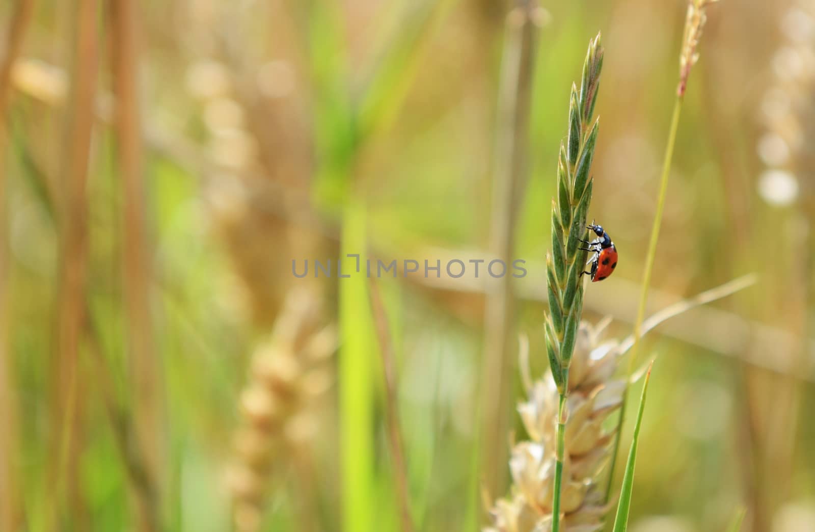 Seven spot ladybird or ladybug climbs a grass seed head in a wheat field