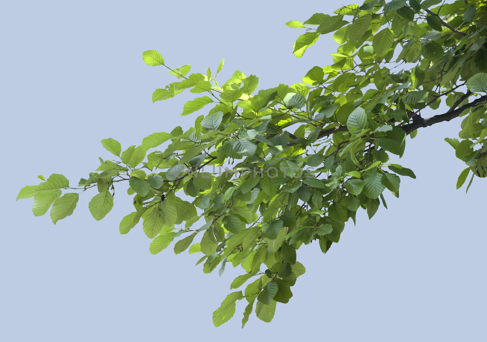 Branch of elm with green leaves