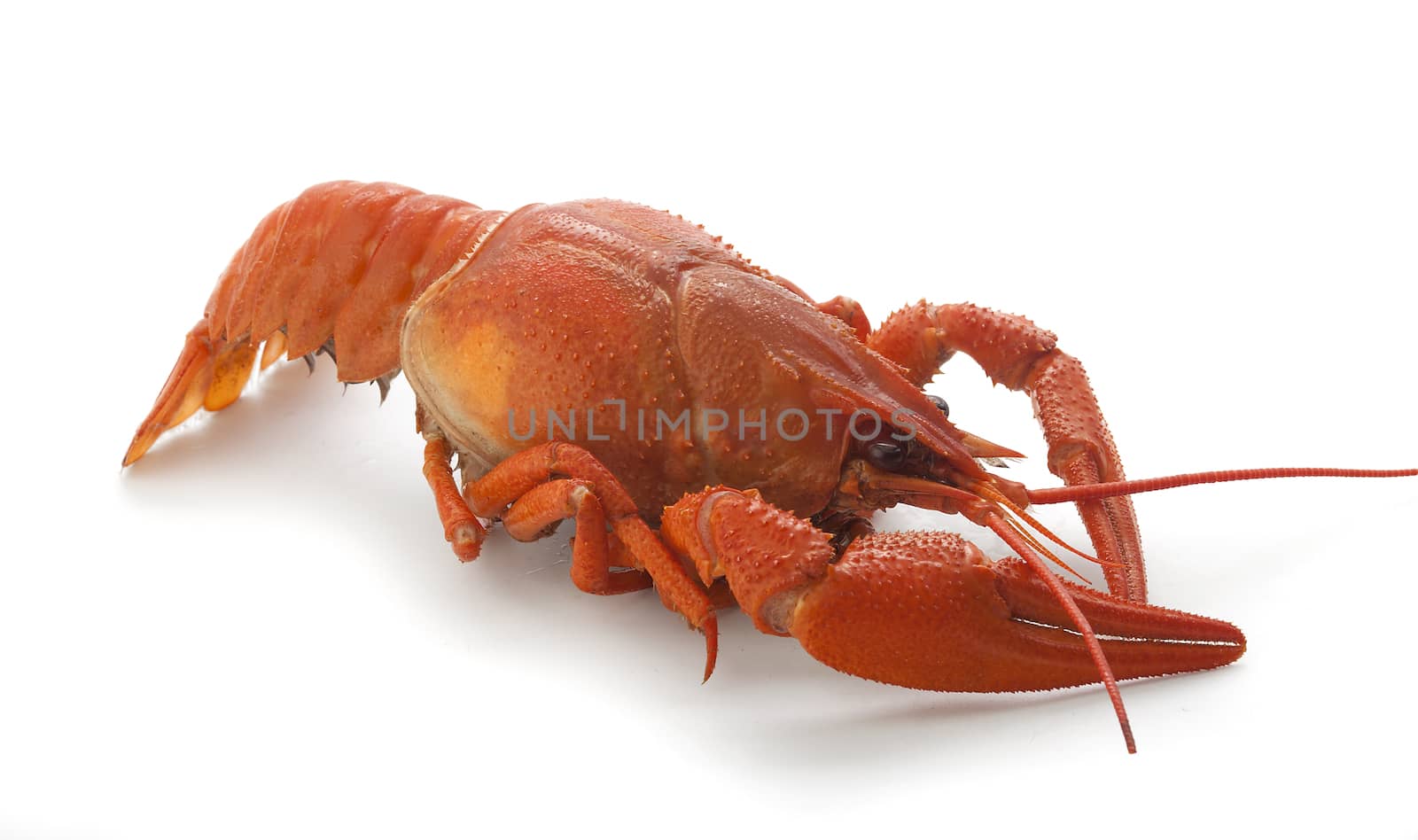 Isolated red boiled crawfish on the white background