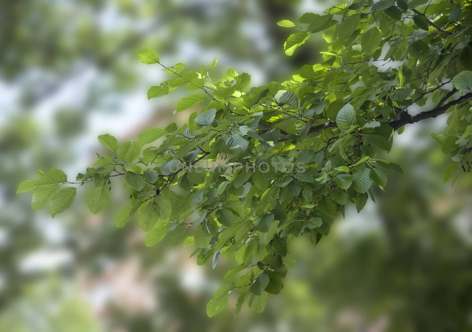 Branch of elm with green leaves