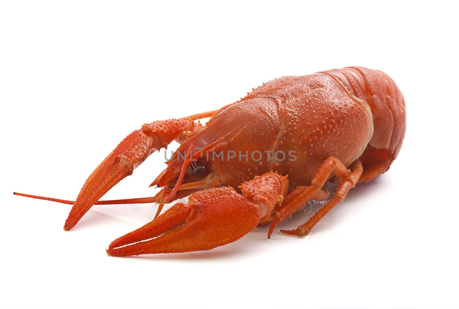 Isolated red boiled crawfish on the white background