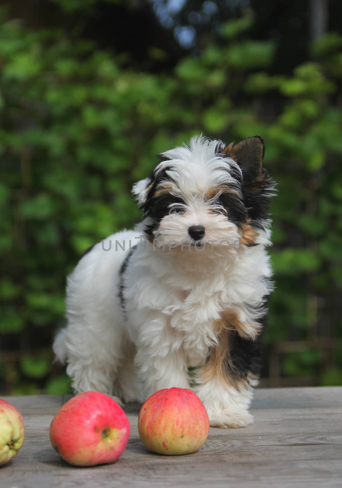 cheerful little tricolor puppy on a background of nature