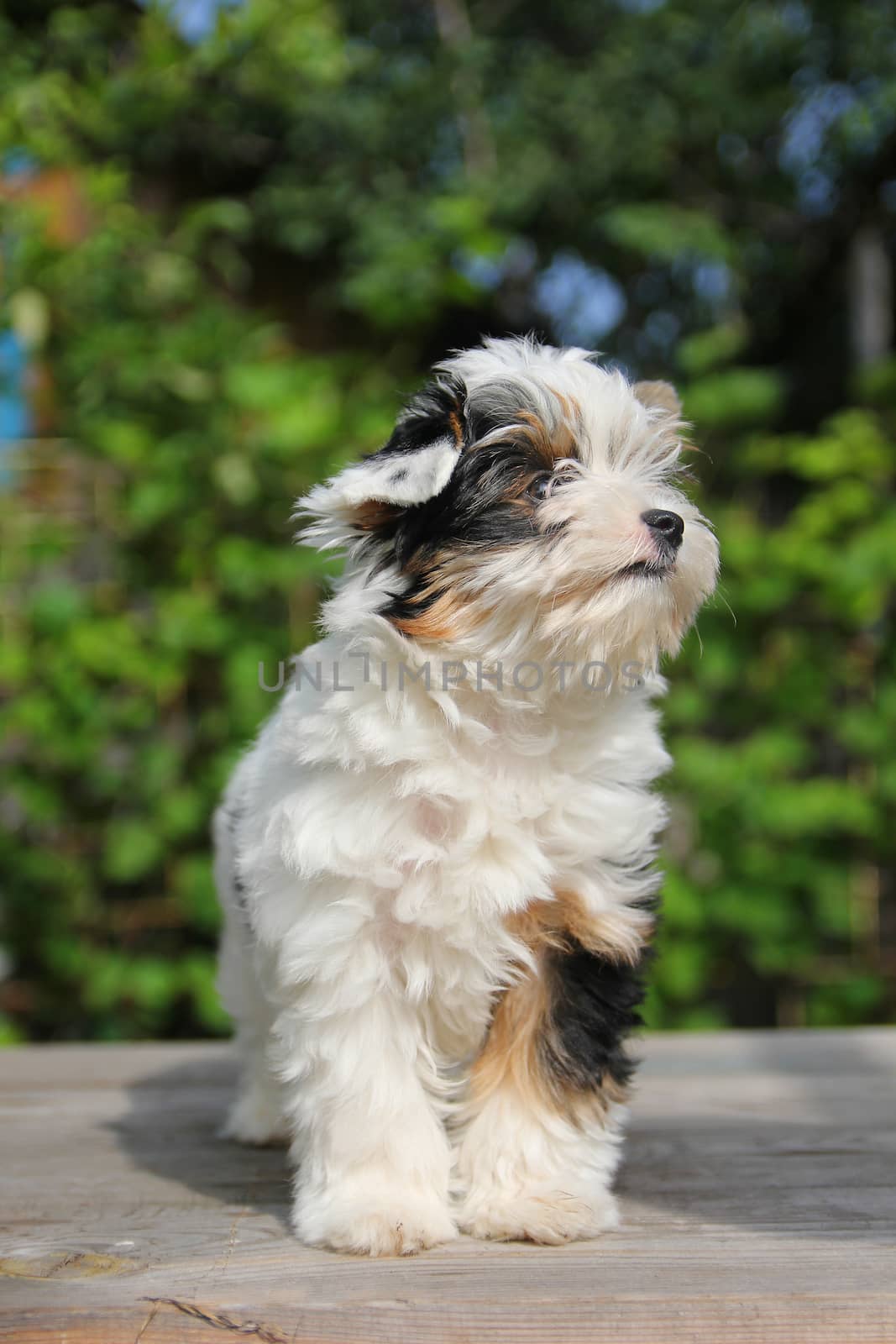 cheerful little tricolor puppy on a background of nature