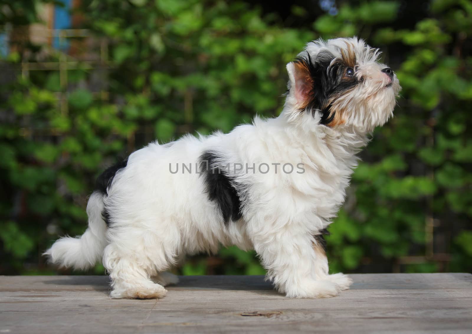 cheerful little tricolor puppy on a background of nature