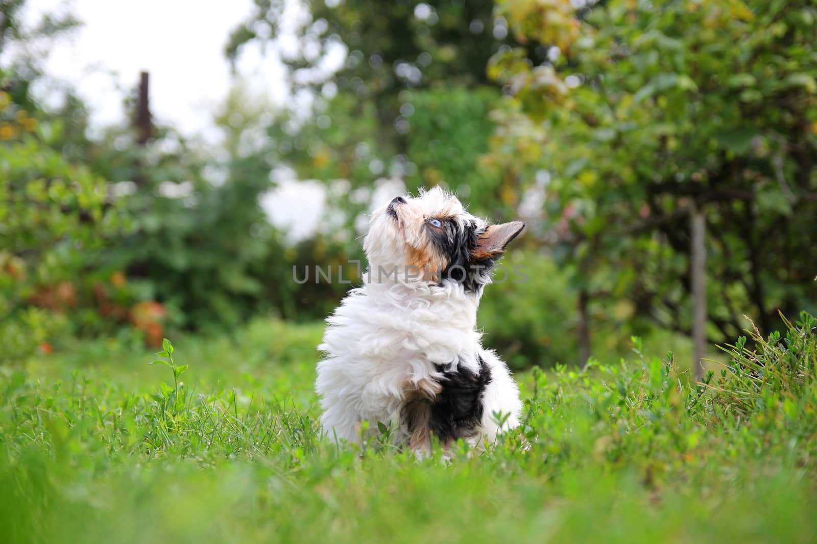 cheerful little tricolor puppy on a background of nature