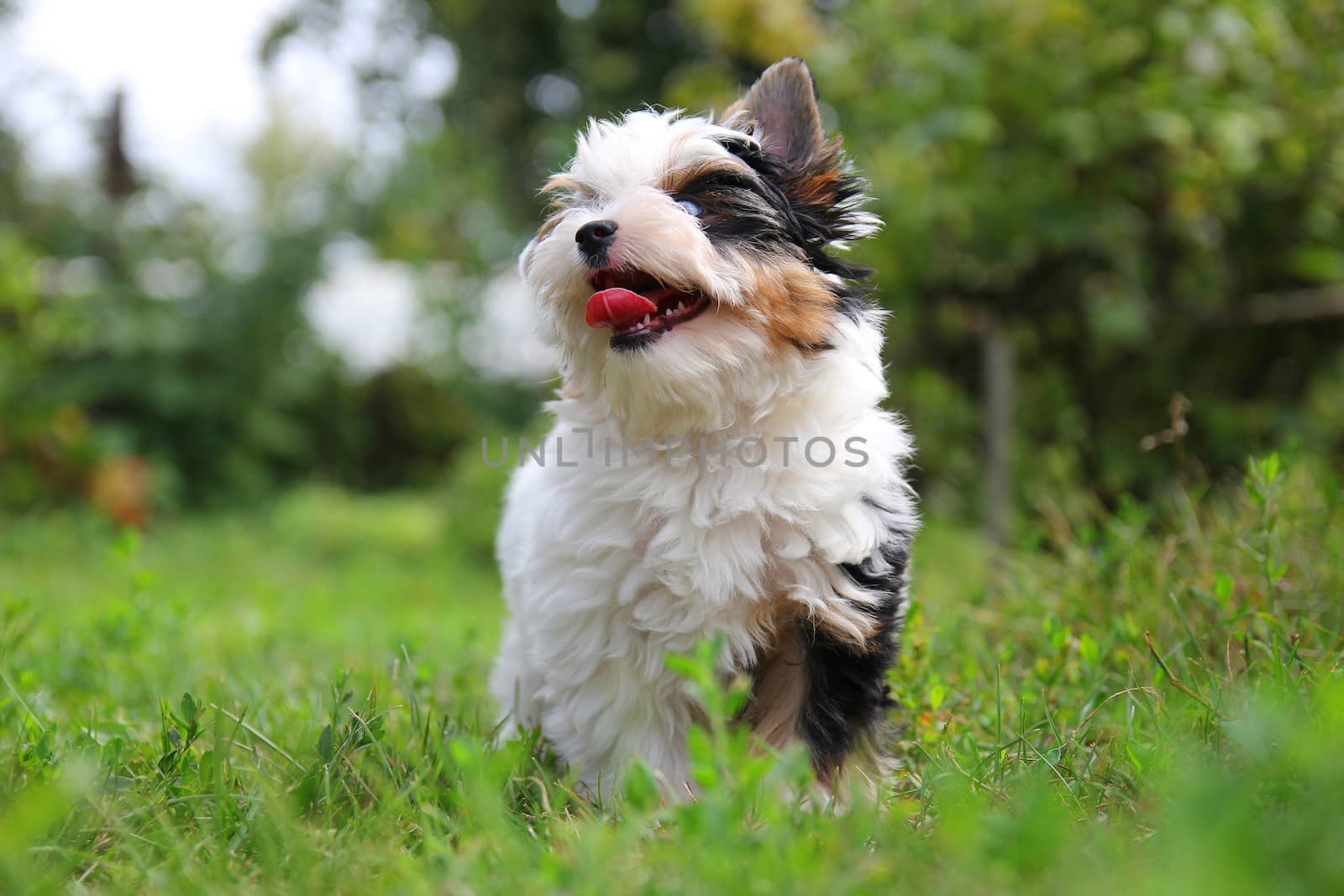 cheerful little tricolor puppy on a background of nature