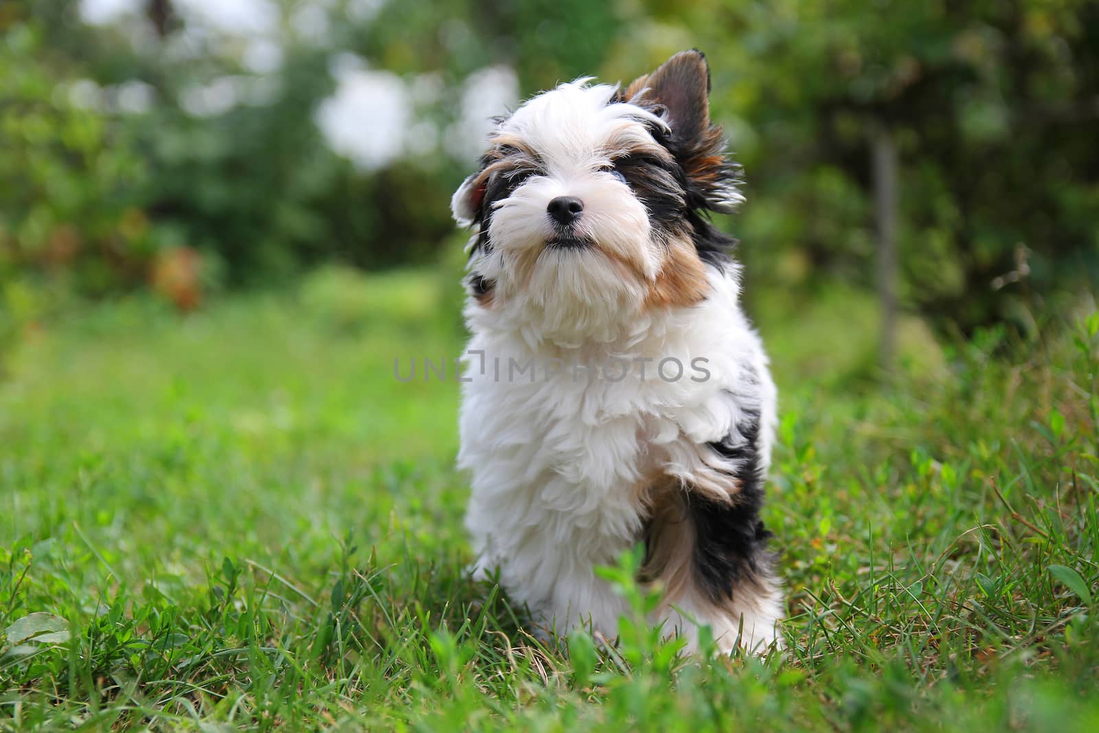 cheerful little tricolor puppy on a background of nature