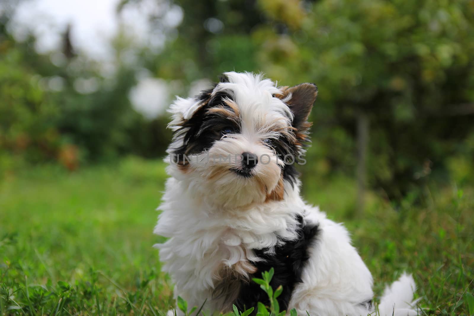 cheerful little tricolor puppy on a background of nature