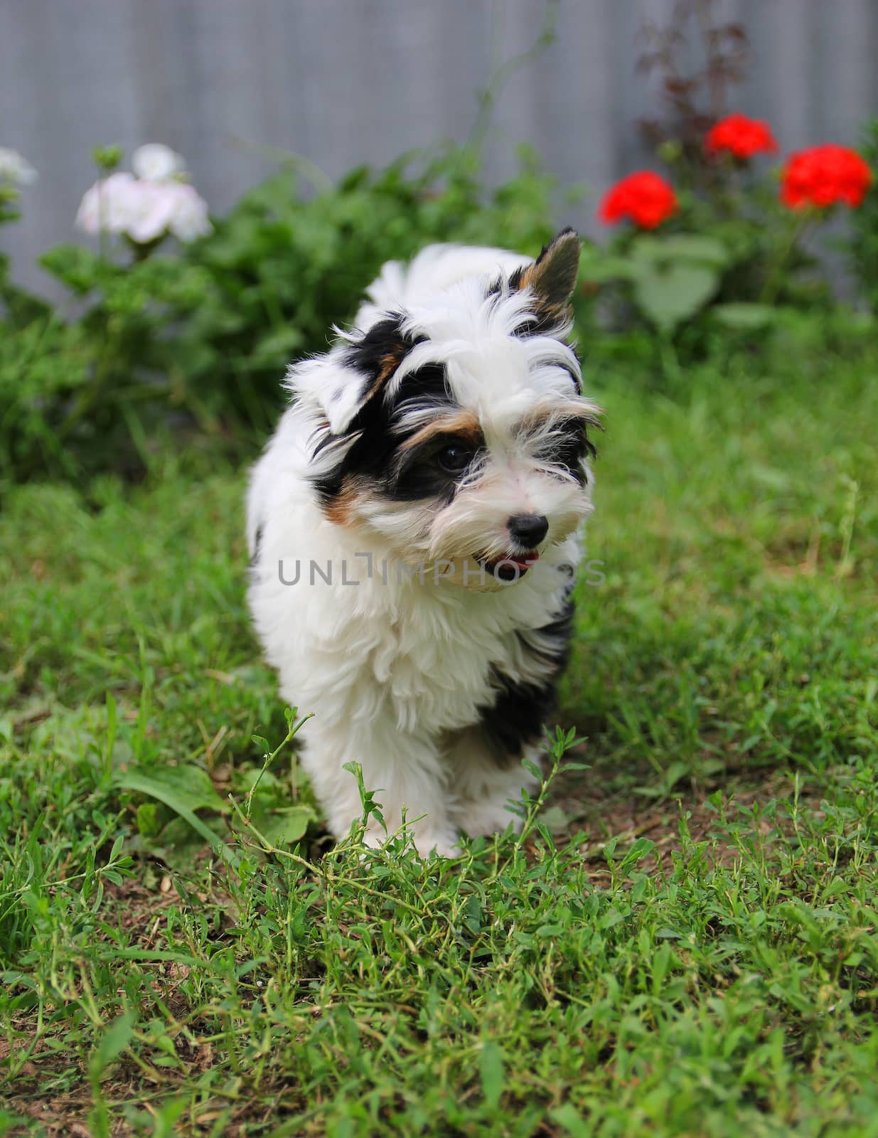 cheerful little tricolor puppy on a background of nature