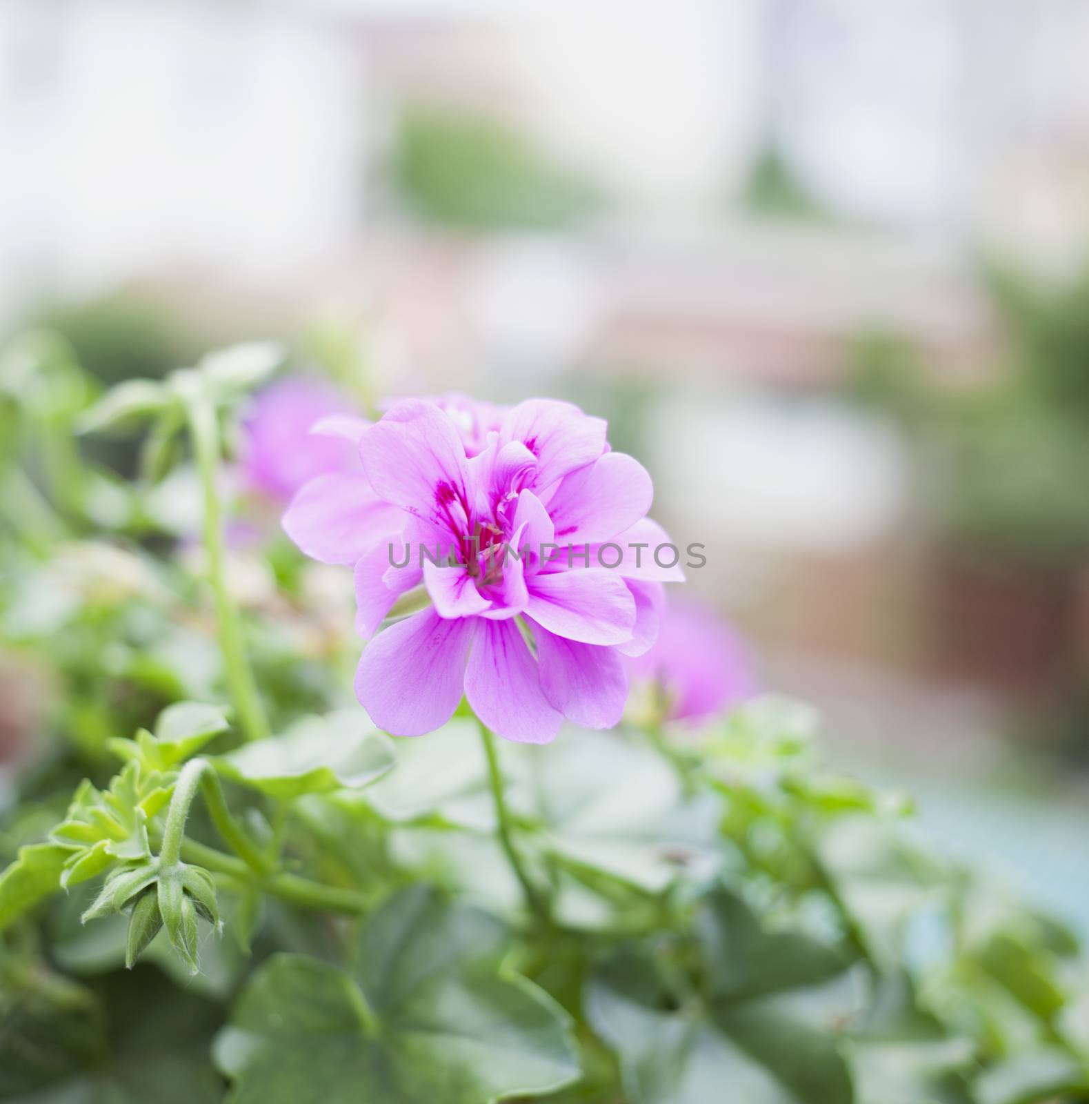 Pink Geranium from a bunch of leaves