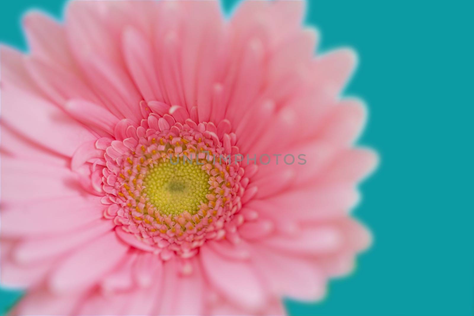 Close-up picture of a pink flower with background