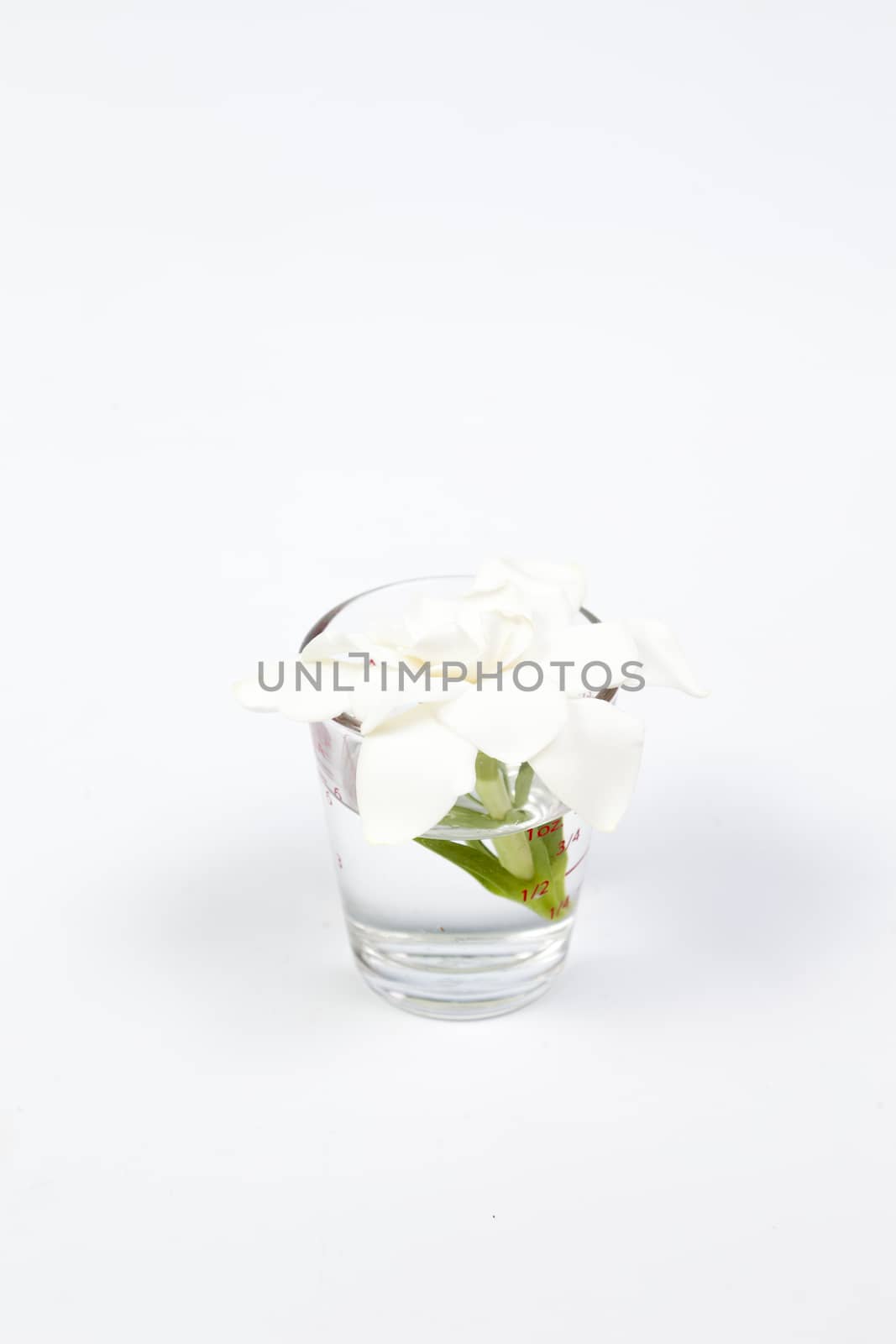 White flower in a glass On a white background in the studio.