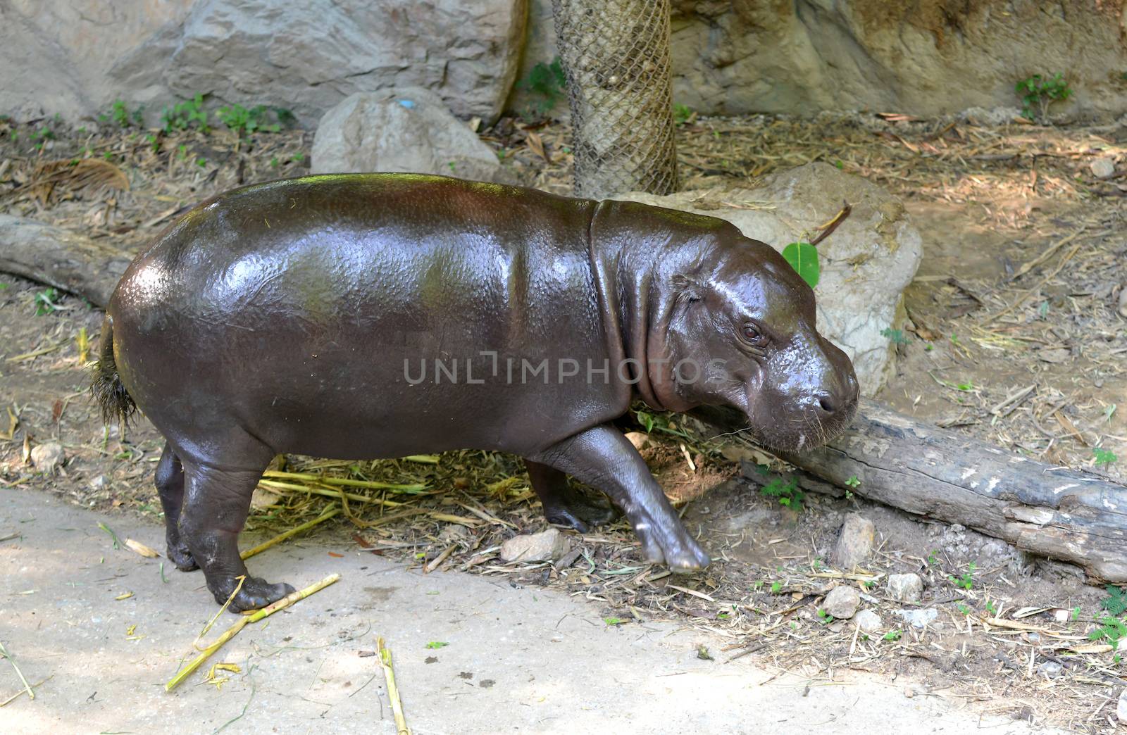 pygmy hippo in captive environment