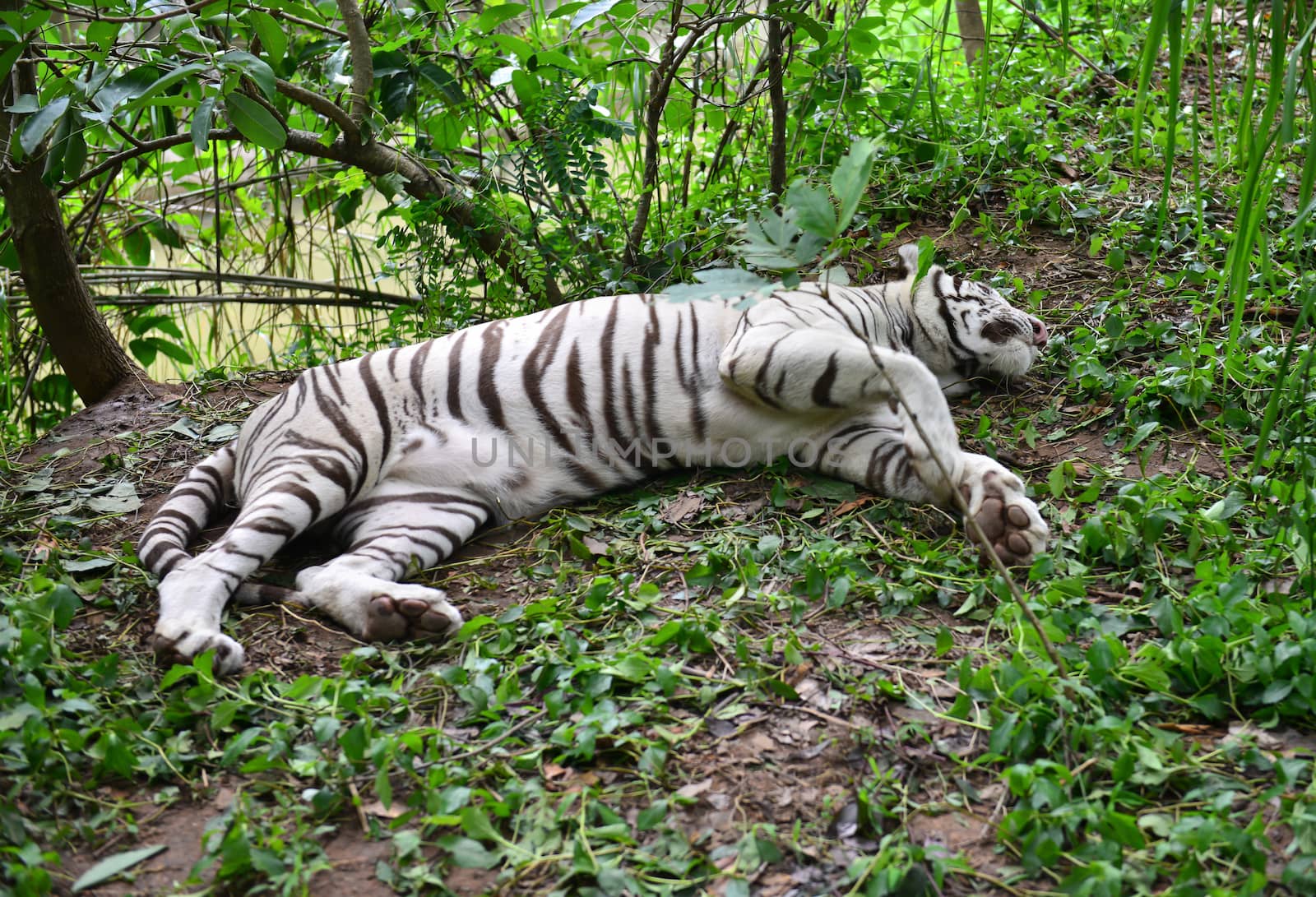 female white bengal tiger resting in nature