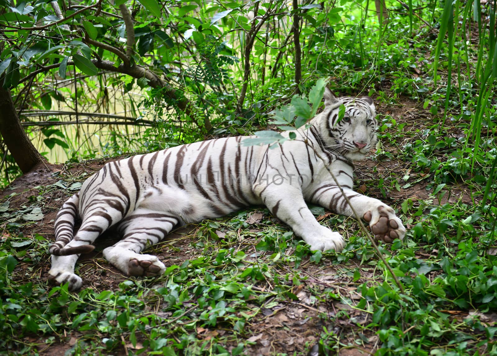 female white bengal tiger resting in nature