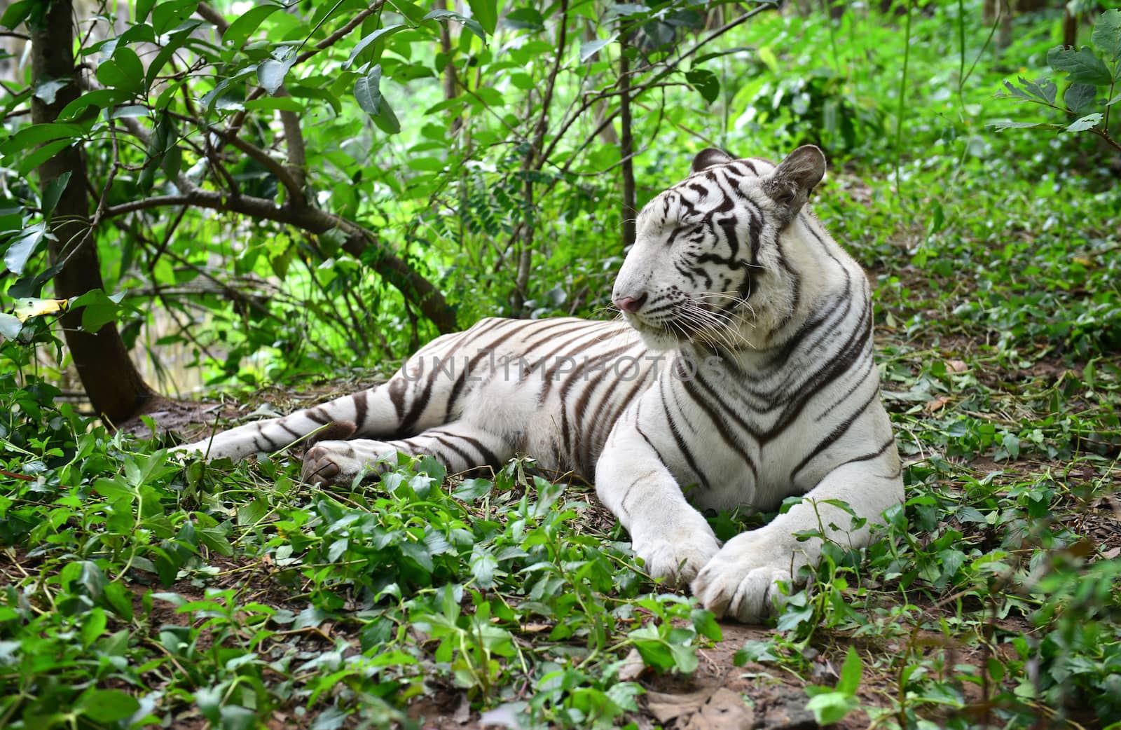 female white bengal tiger resting in nature