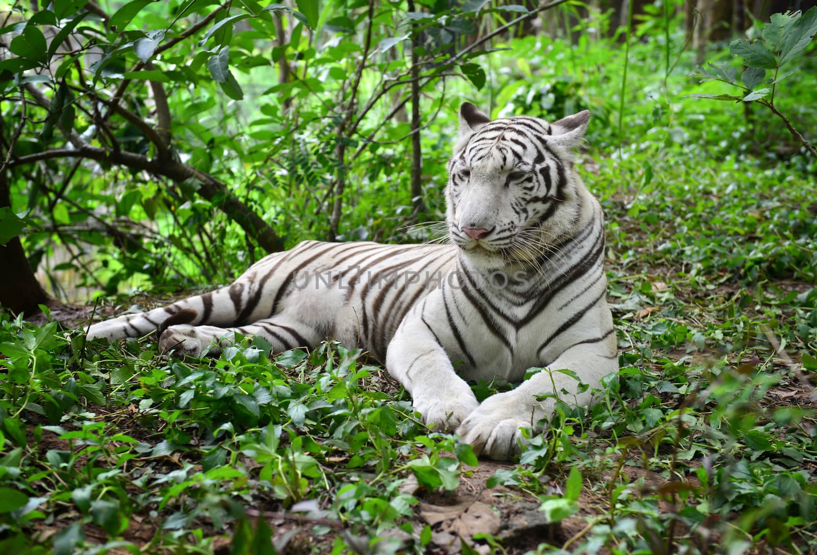 female white bengal tiger resting in nature
