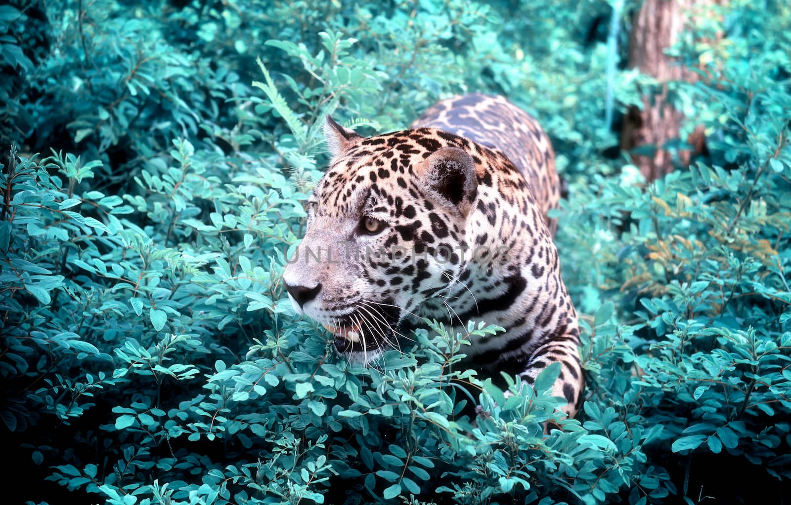 jaguar ( Panthera onca ) in nature