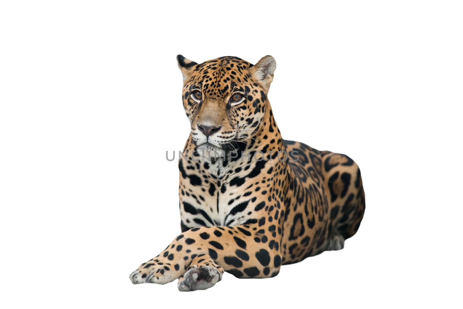 jaguar ( Panthera onca ) isolated on white background