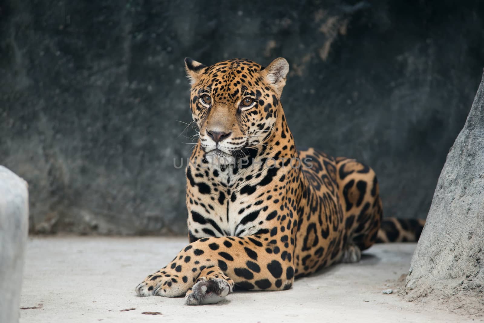 jaguar ( Panthera onca ) in zoo