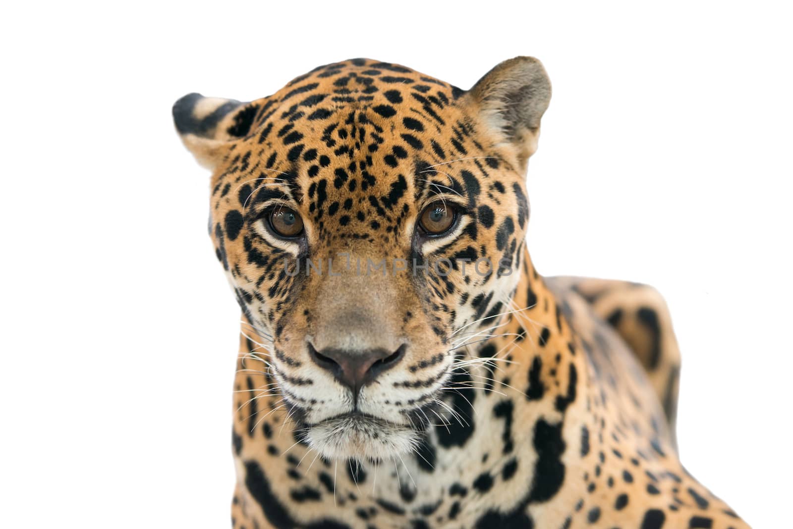 jaguar ( Panthera onca ) isolated on white background