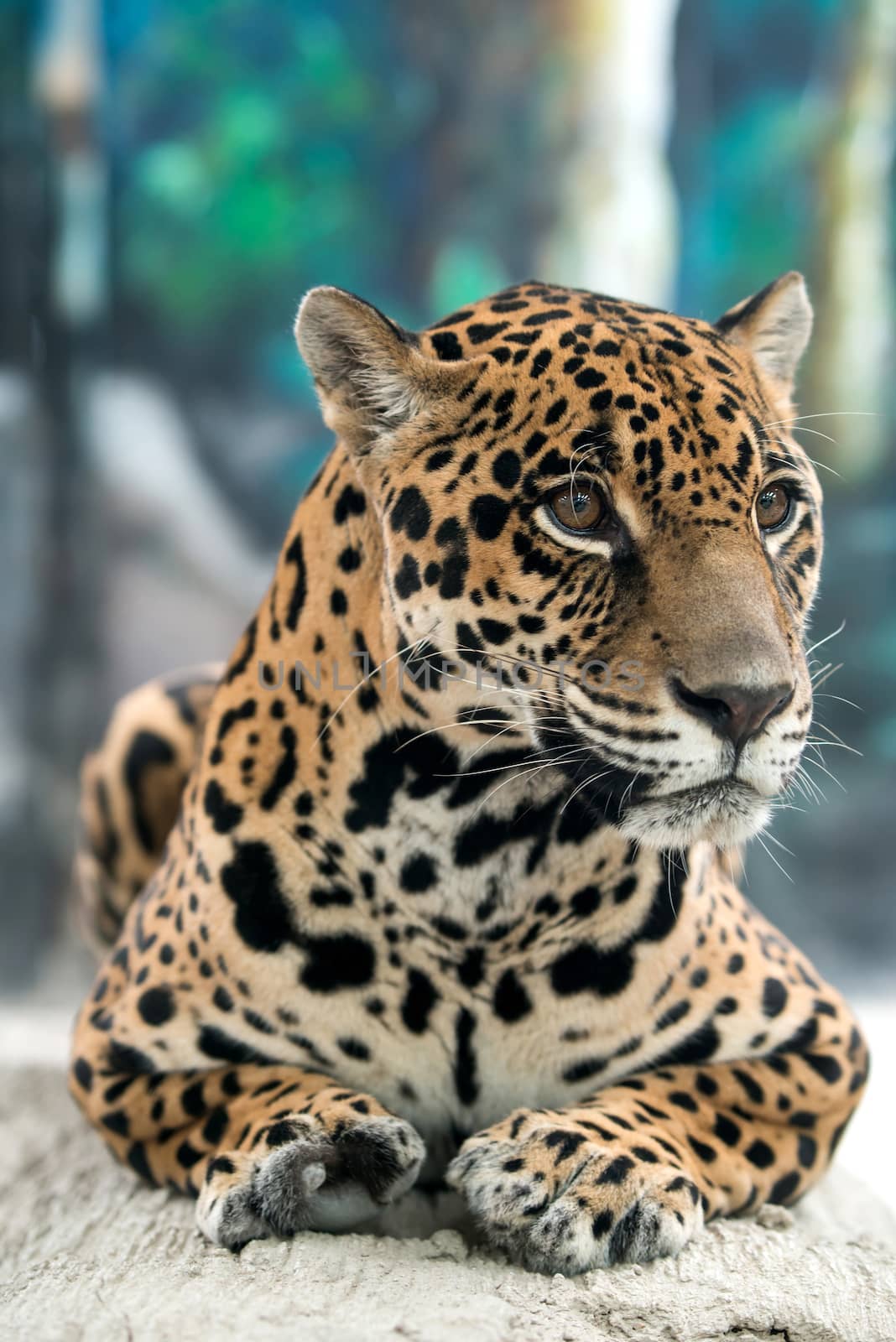 jaguar ( Panthera onca ) in zoo