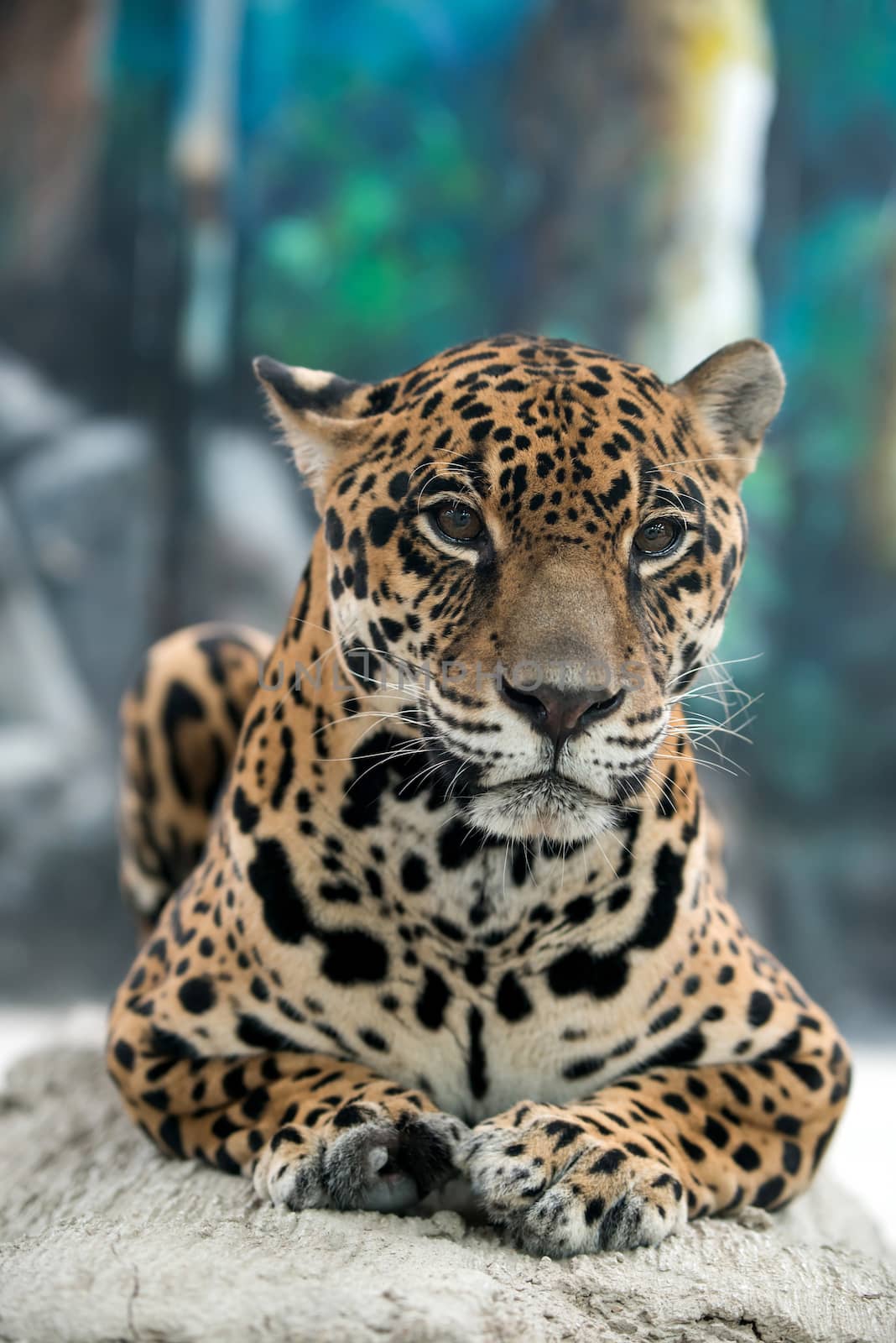 jaguar ( Panthera onca ) by anankkml