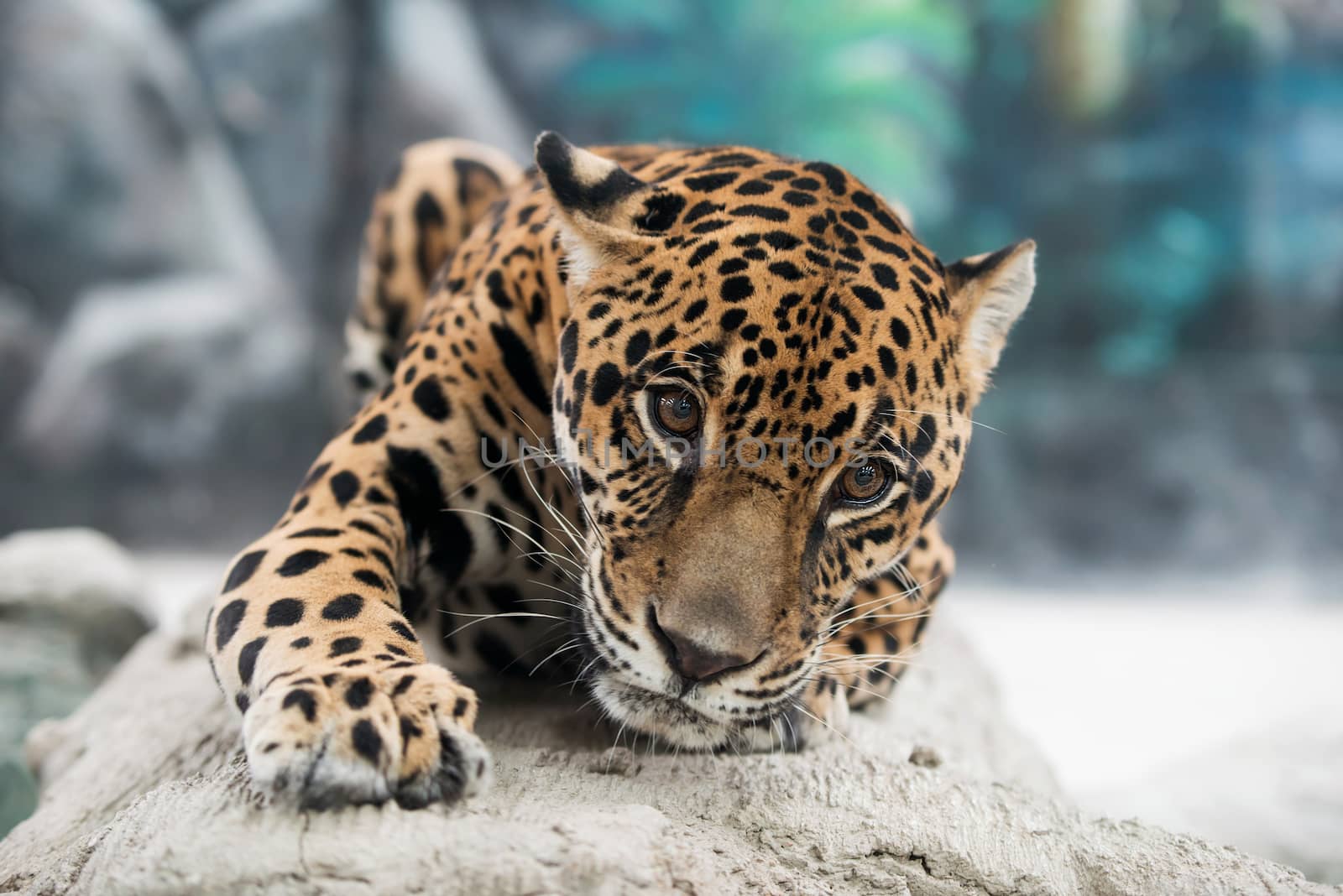 jaguar ( Panthera onca ) in zoo