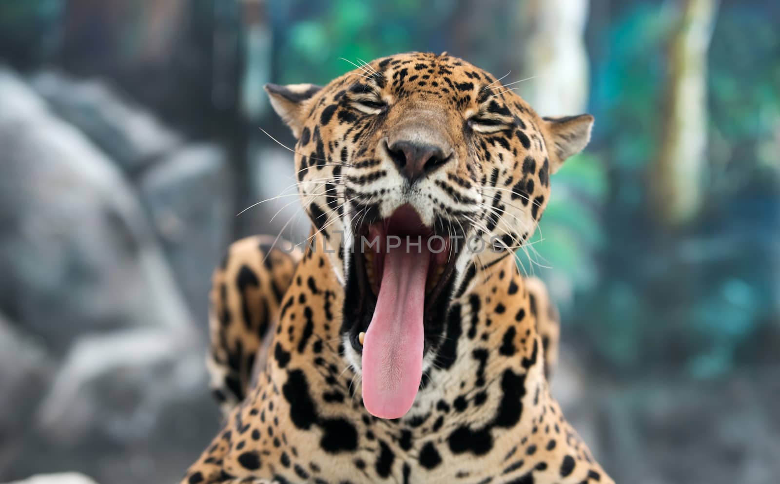 jaguar ( Panthera onca ) in zoo