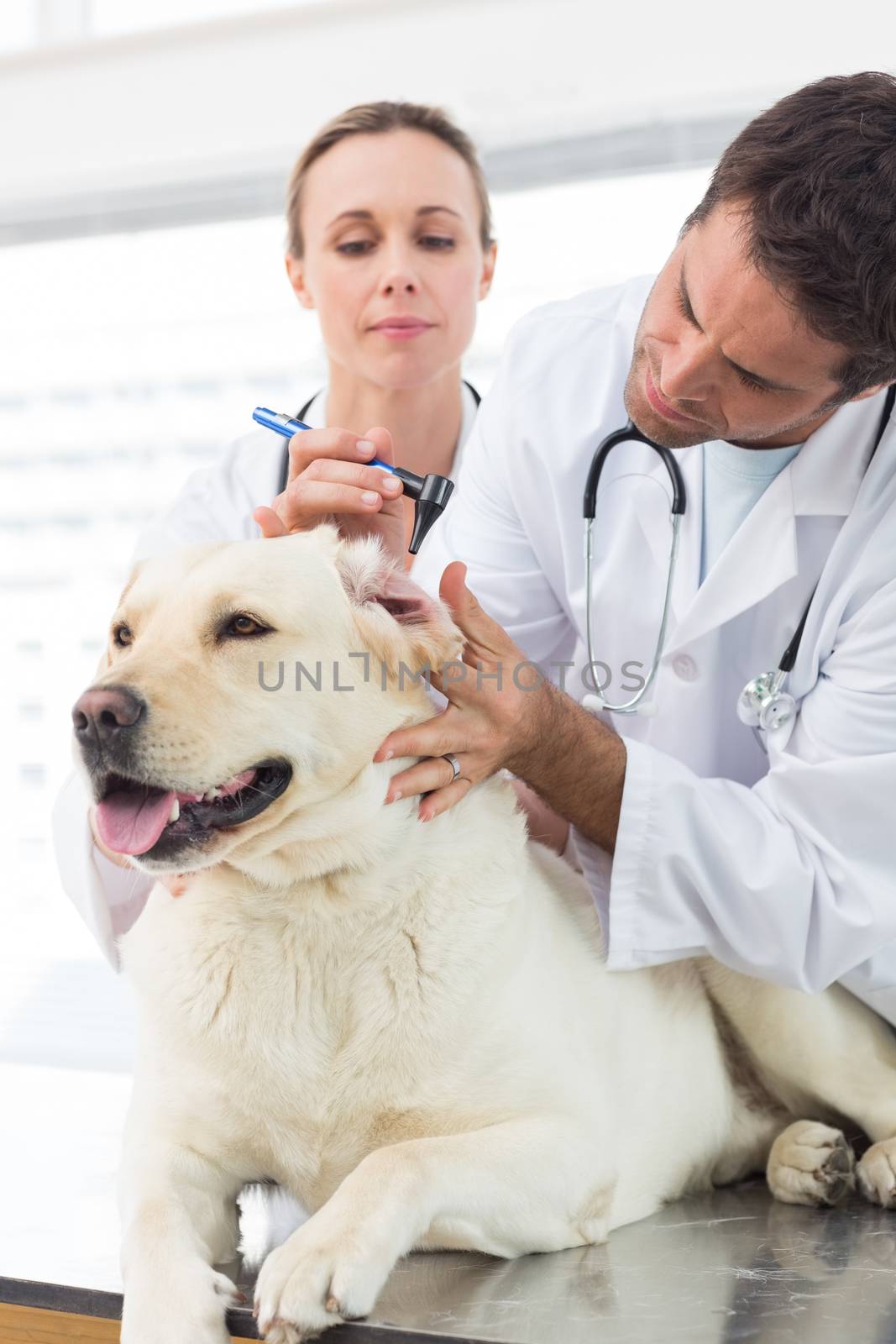 Vets examining ear of dog by Wavebreakmedia