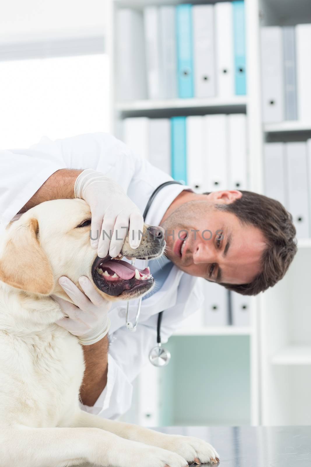 Male vet examining teeth of dog by Wavebreakmedia