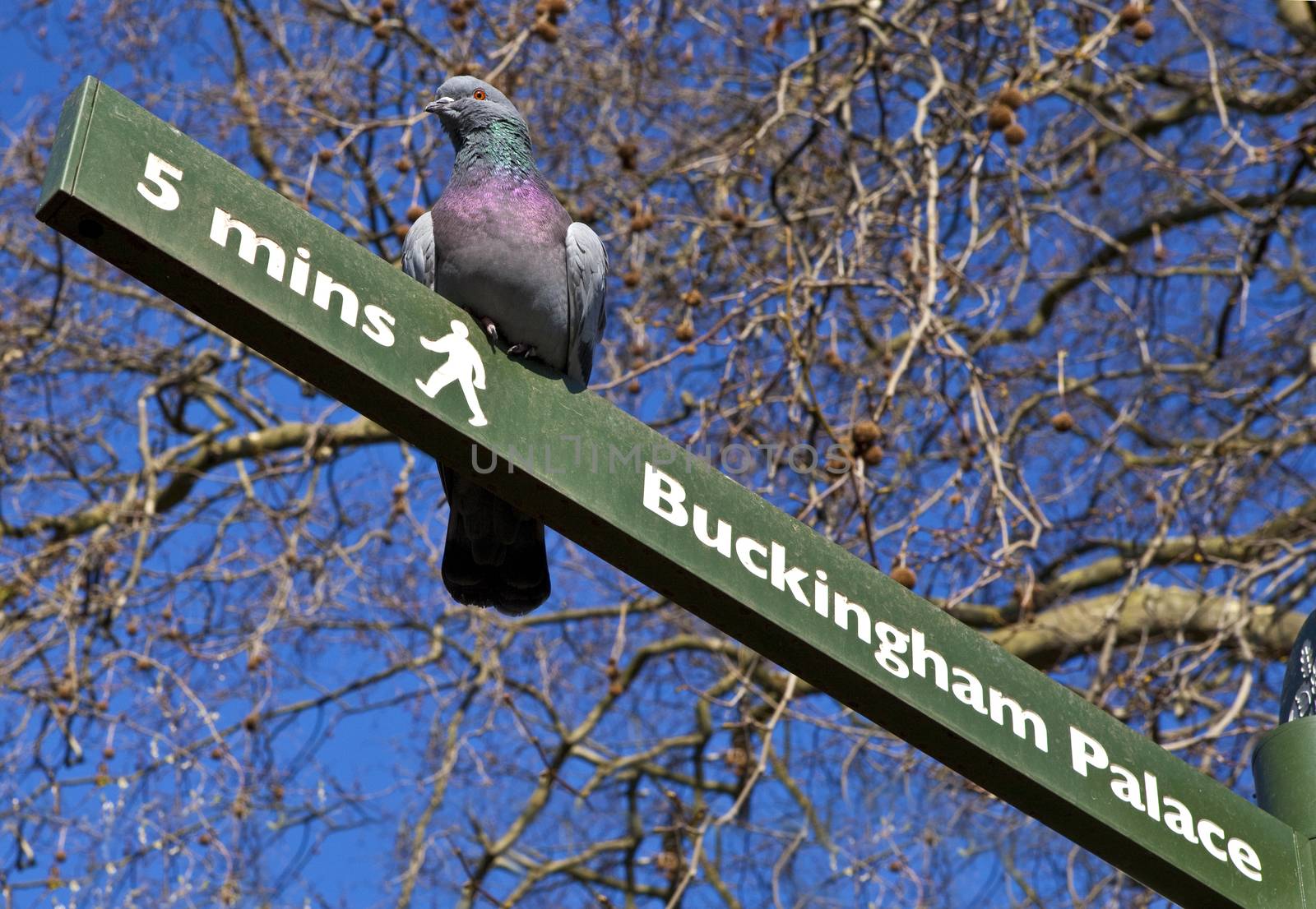 A pigeon on a 'Buckingham Palace' Pedestrian Signpost in London's St. James's Park.