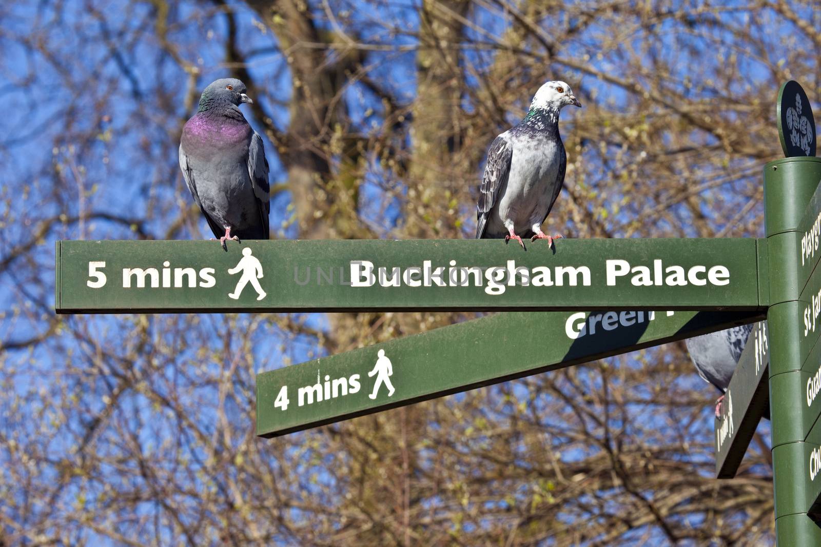Some Pigeons on pedestrian signposts in London's St. James's Park.