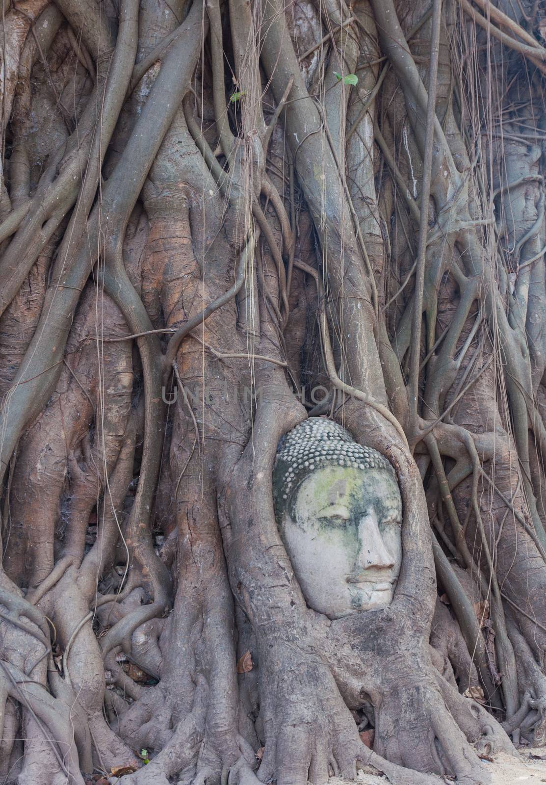 Head of Buddha in The Tree Roots by Sorapop