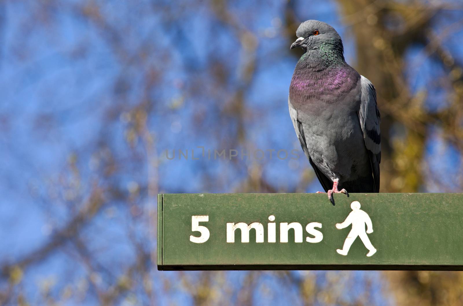 A pigeon on a Pedestrian Signpost in London's St. James's Park.