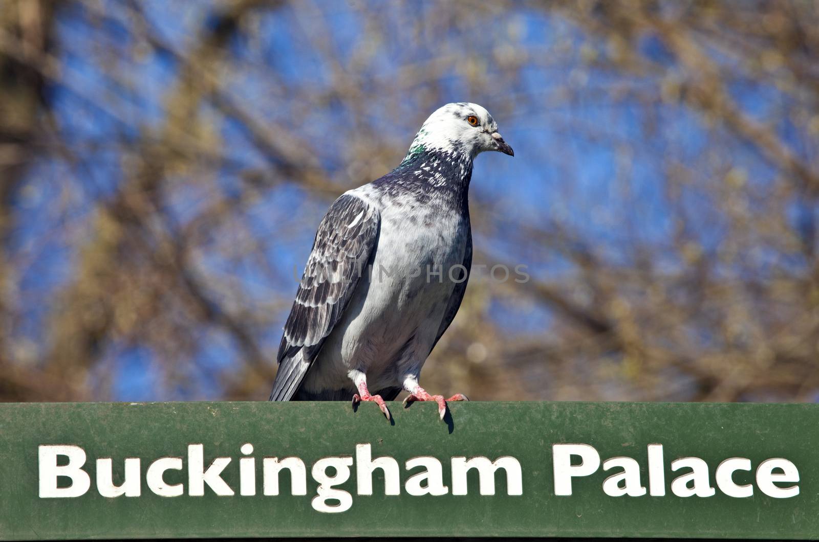 A pigeon on a Buckingham Palace' Signpost in London's St. James's Park.