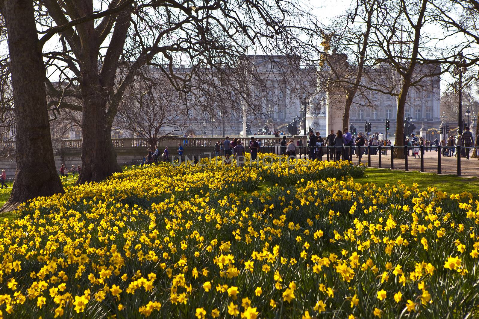 The beautiful view of Buckingham Palace from St. James's Park in Spring.