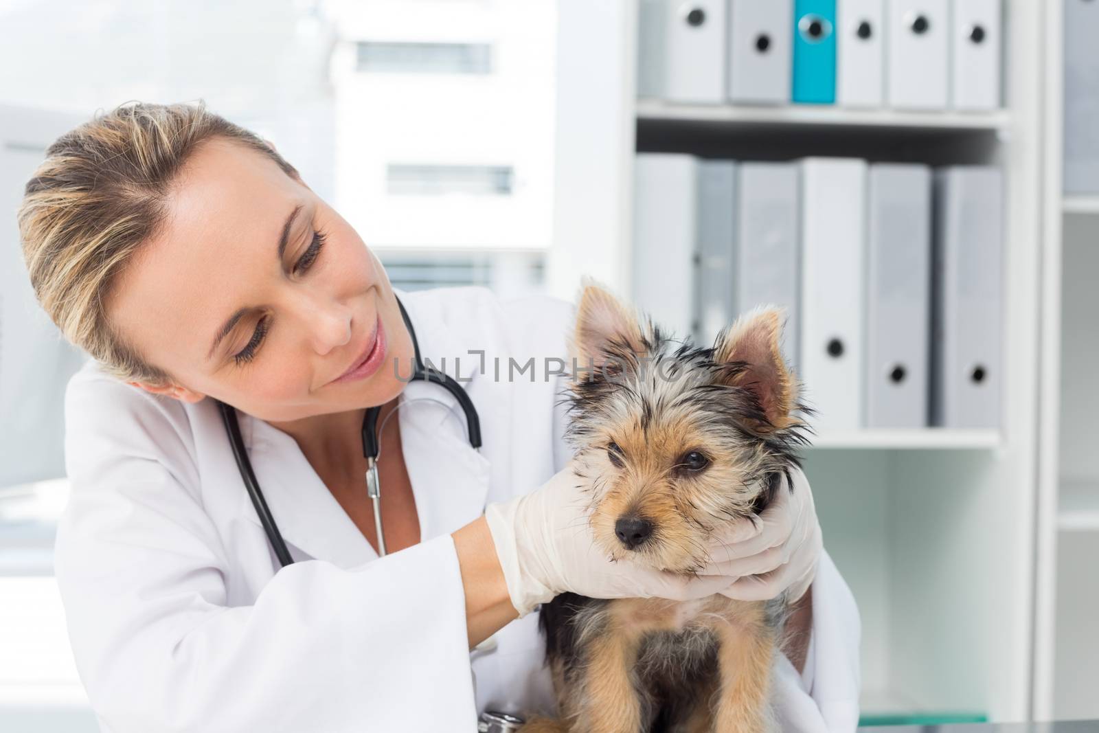 Vet examining puppy in clinic by Wavebreakmedia