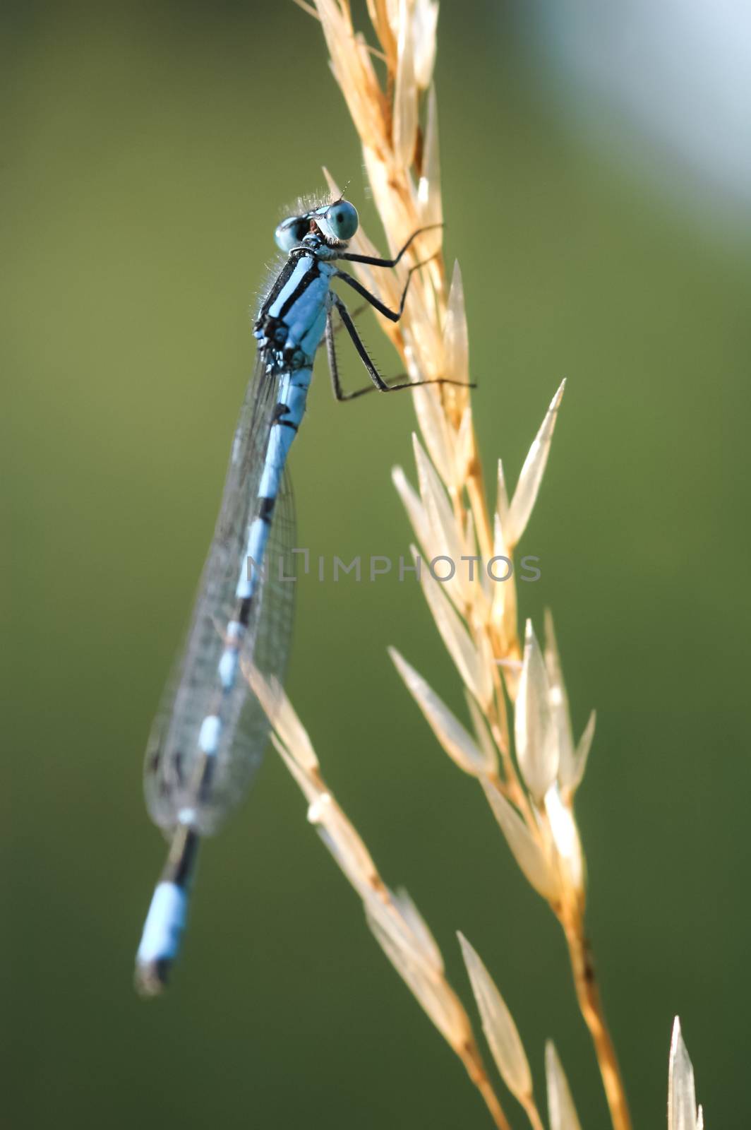 macro of a damselfly on dry grass