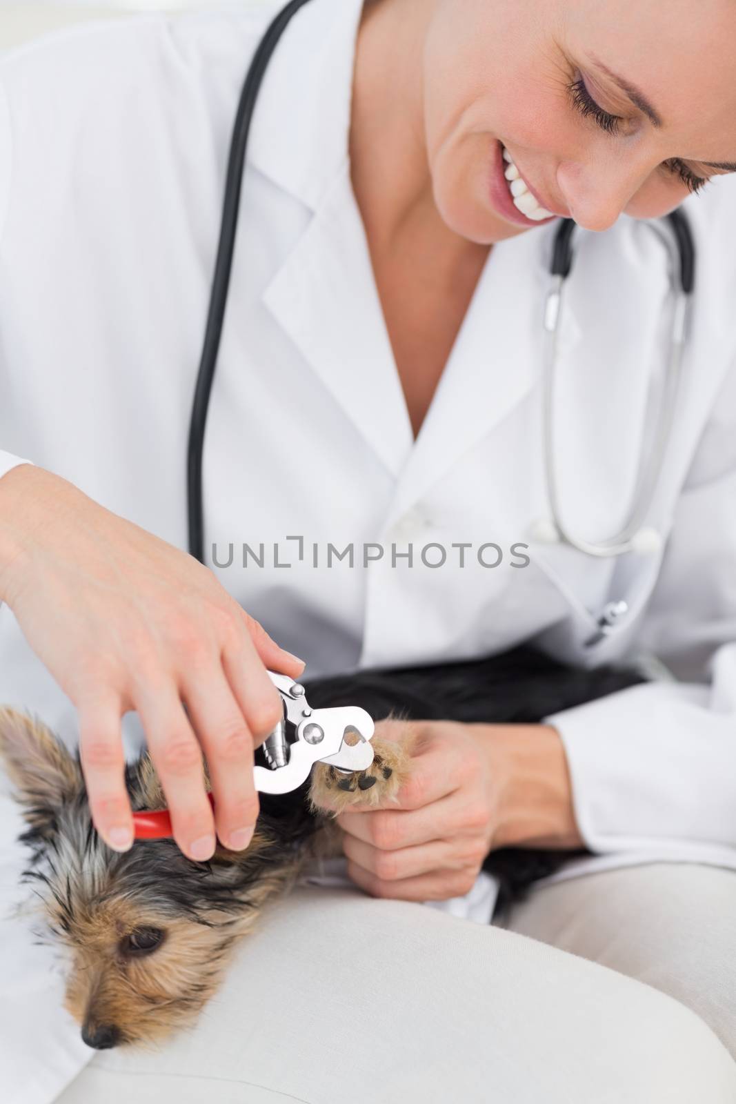 Cute dog getting claws trimmed by female vet in clinic