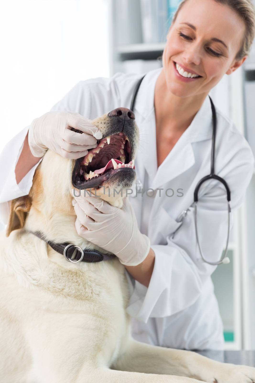 Veterinarian examining teeth of dog by Wavebreakmedia