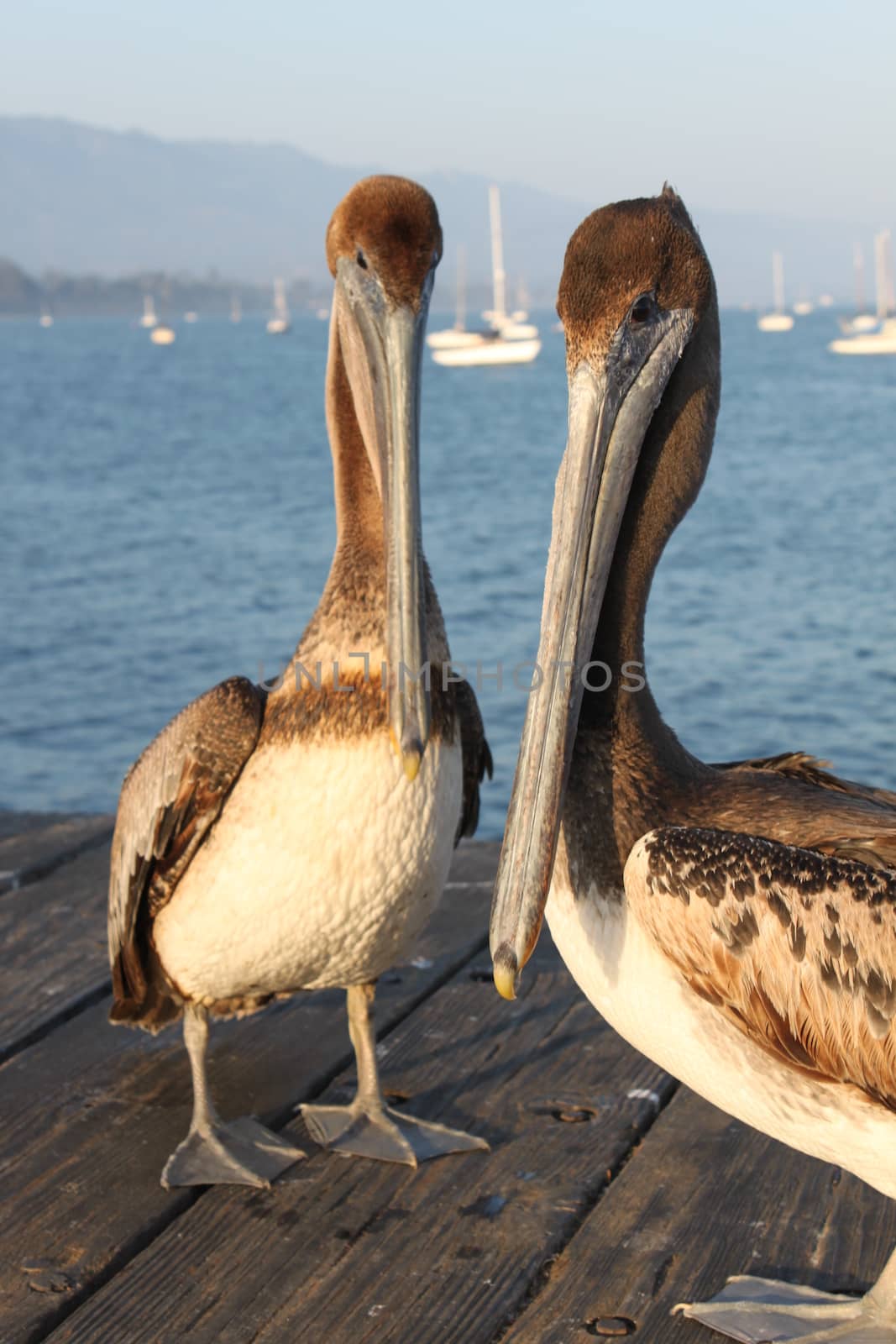 California Pelicans by hlehnerer