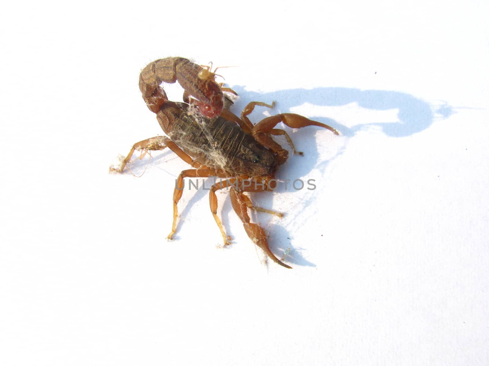 scorpion entangled in dust and spider waves isolated on white background