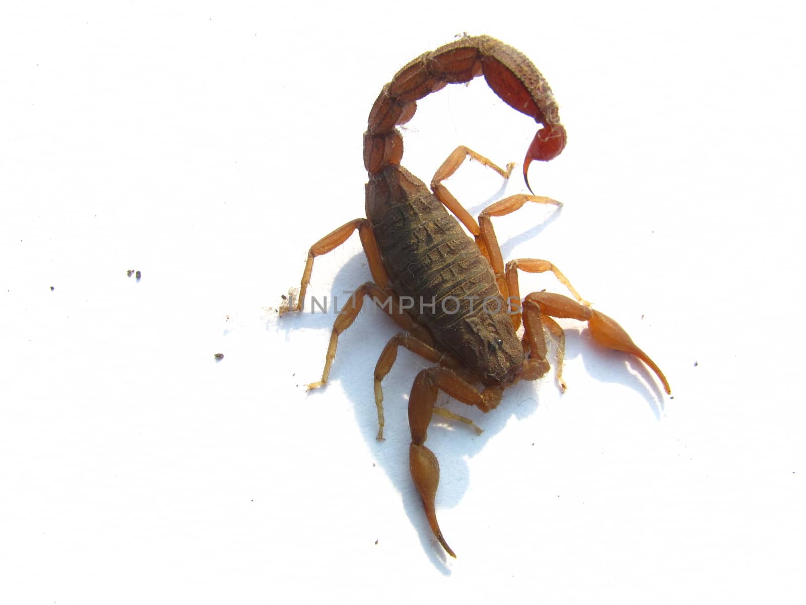 scorpion entangled in dust and spider waves isolated on white background