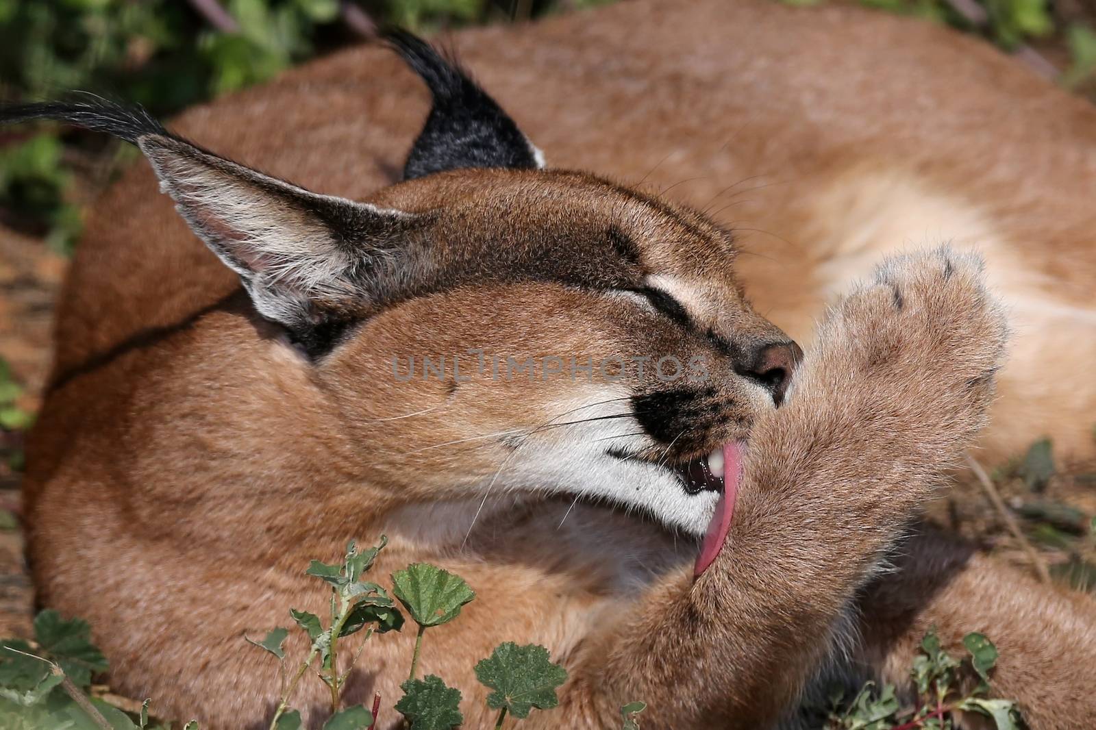 Caracal or African Lynx Grooming by fouroaks