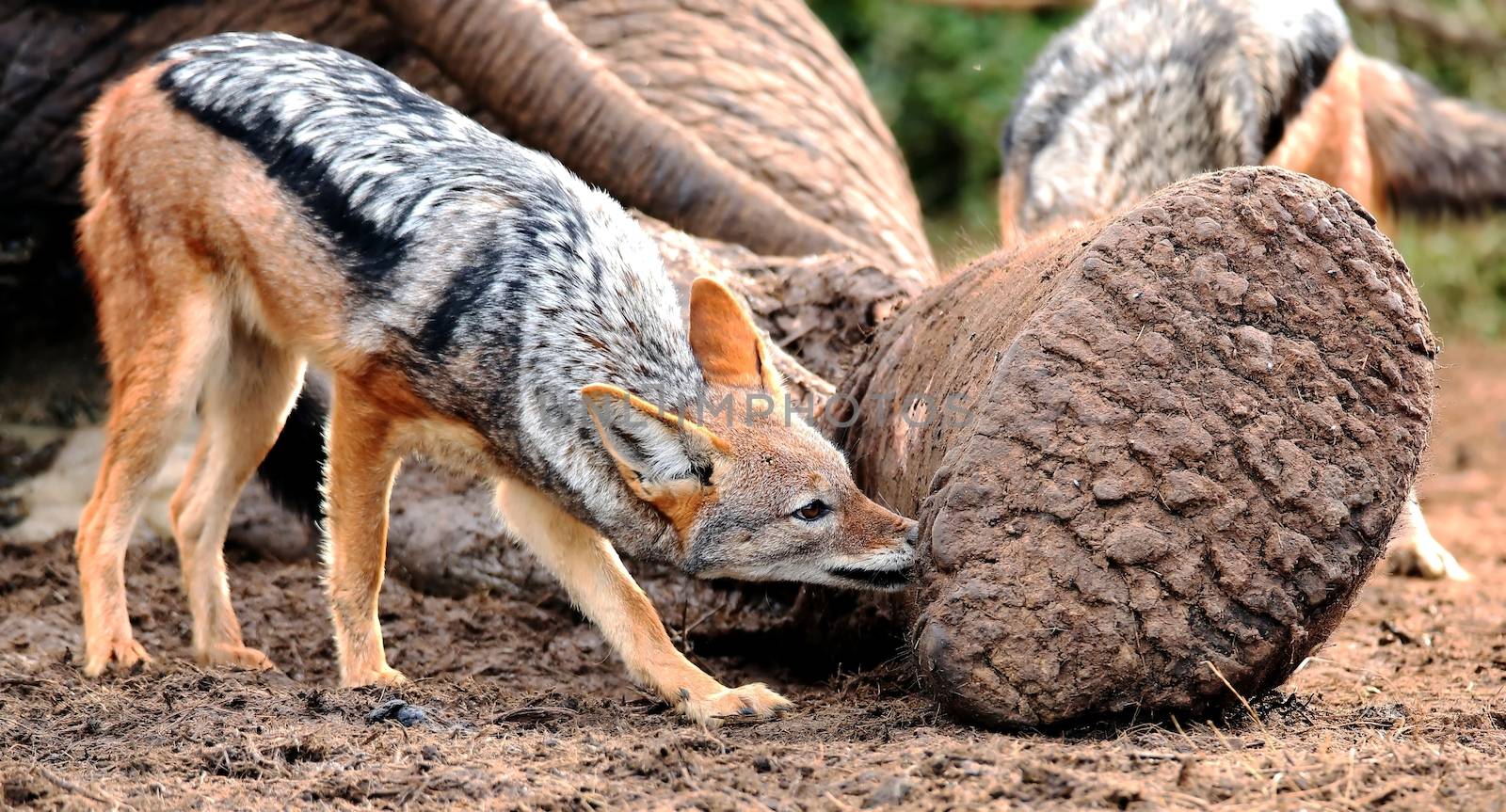 Black backed jackal chewing at the carcass of a dead elephant