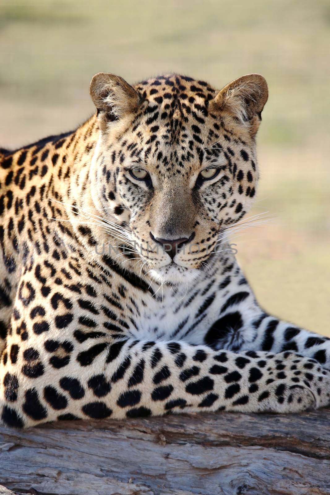 Male Leopard Portrait by fouroaks